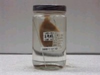 藏品(高本纓鮃)的圖片